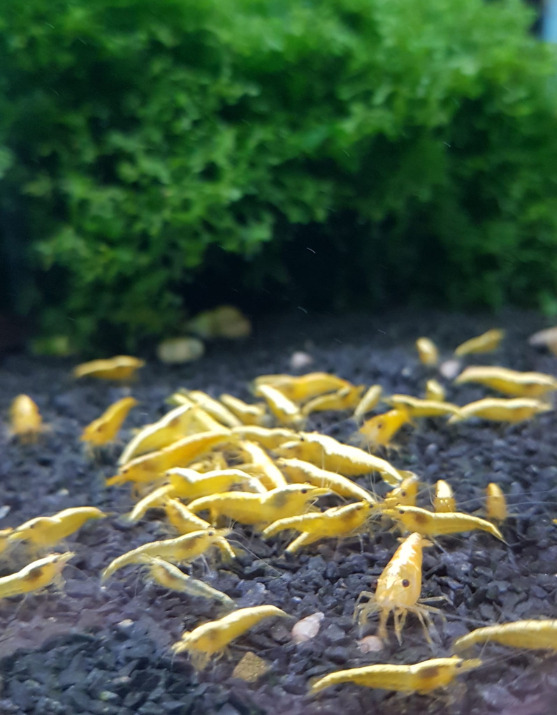 Yellow Fire Neon Stripe